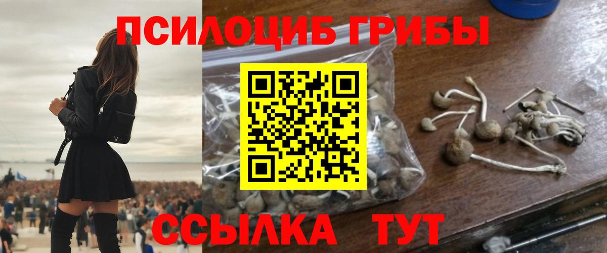 Псилоцибиновые грибы Cubensis Белореченск